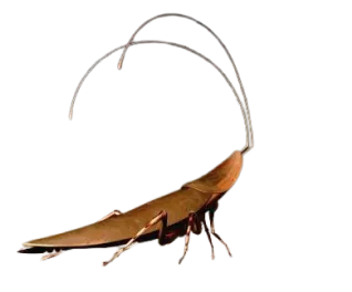 The insect in Wall-E looking towards him